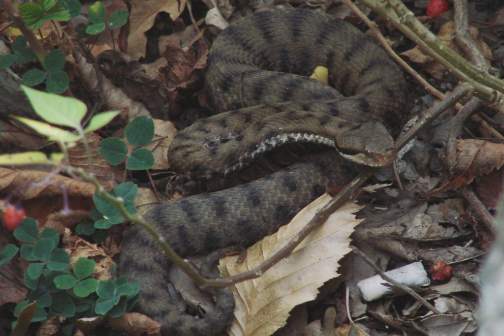 vipera